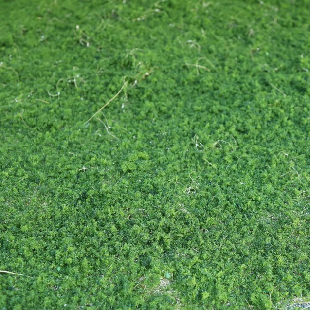 Supergreens Τεχνητή Φυλλωσιά Moss Πράσινη...