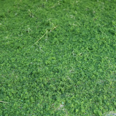 Supergreens Τεχνητή Φυλλωσιά Moss Πράσινη 100x100 εκ.