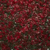 Supergreens Τεχνητή Φυλλωσιά Φτέρη "Alpine" Κόκκινη 50x50 εκ.