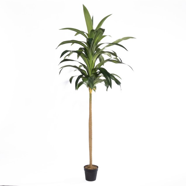 Supergreens Τεχνητό Δέντρο Δράκαινα "Aspire"...