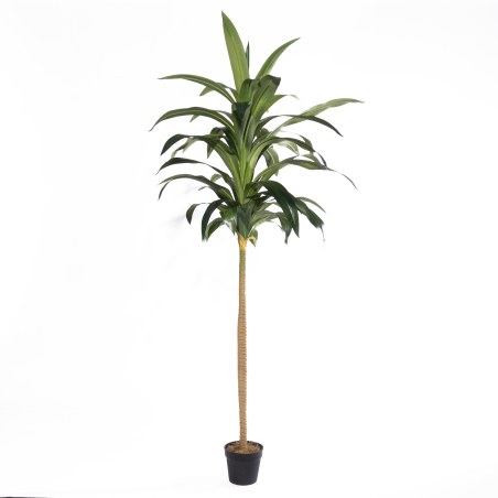 Supergreens Τεχνητό Δέντρο Δράκαινα "Aspire" Πράσινο 230 εκ.