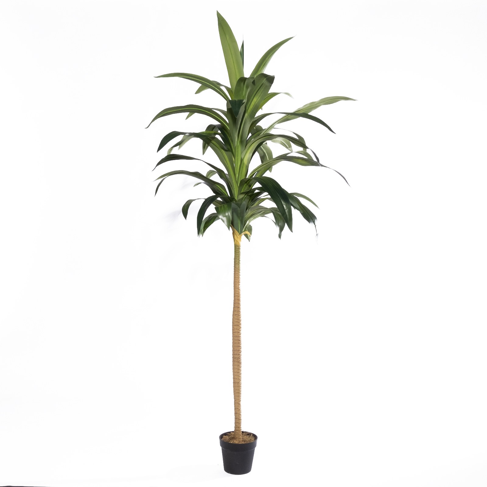 Supergreens Τεχνητό Δέντρο Δράκαινα "Aspire" Πράσινο 230 εκ.