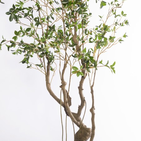 Supergreens Τεχνητό Δέντρο Φίκος Microcarpa Πράσινο 210 εκ.