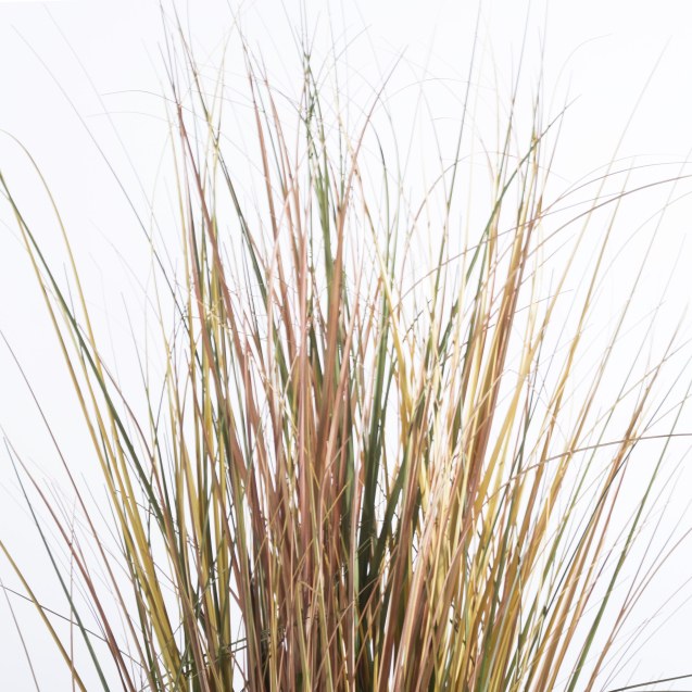 Supergreens Τεχνητό Φυτό Χορτάρι Αγάυη "Onion"...