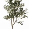 Supergreens Τεχνητό Δέντρο Ελιά "Arbequina" Πράσινο 150 εκ.