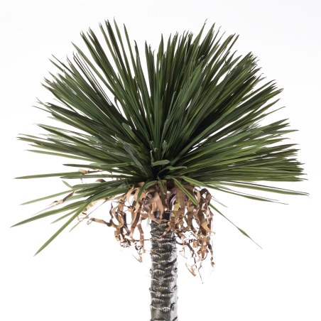 Supergreens Τεχνητό Φυτό Γιούκα "Texan Rostrata" Πράσινο 210 εκ.