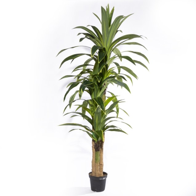 Supergreens Τεχνητό Δέντρο Δράκαινα "Giant"...