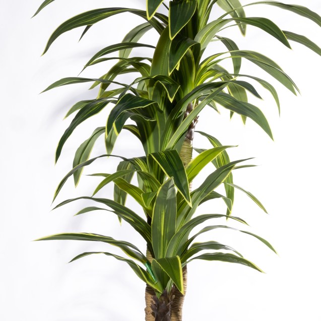 Supergreens Τεχνητό Δέντρο Δράκαινα "Giant"...