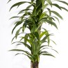 Supergreens Τεχνητό Δέντρο Δράκαινα "Giant" Πράσινο 240 εκ.