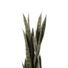 Supergreens Τεχνητό Φυτό Σανσεβιέρα Trifasciata Πράσινο 100 εκ.