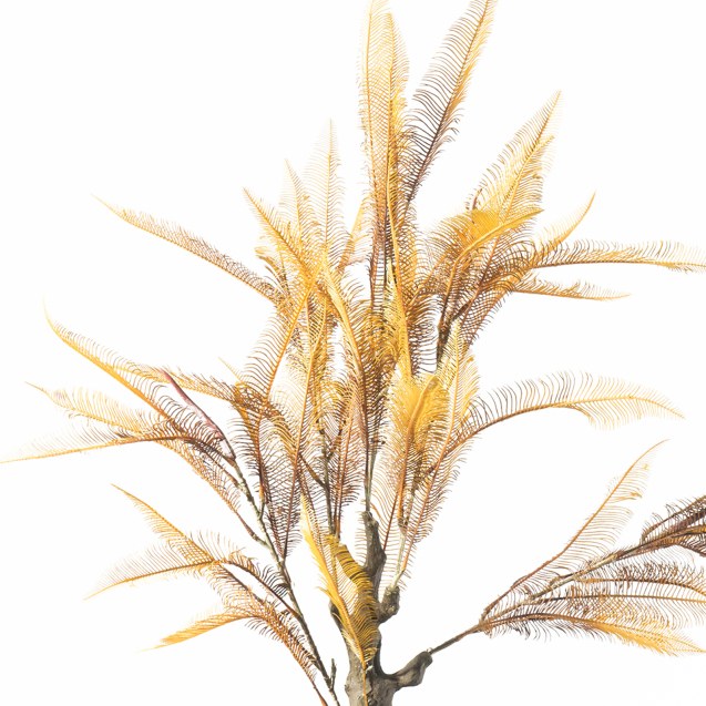 Supergreens Τεχνητό Φυτό Φτέρη "Maidenhair"...