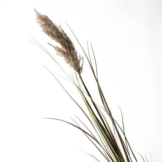 Supergreens Τεχνητό Κλαδί Πάμπας Φυσικό 140 εκ.