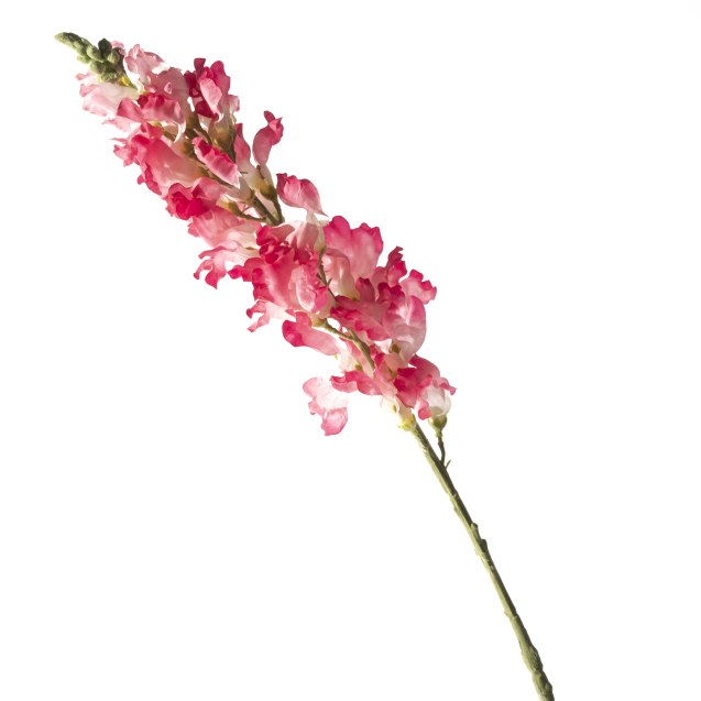 Supergreens Τεχνητό Κλωνάρι Σκυλάκι Φούξια 98 εκ.