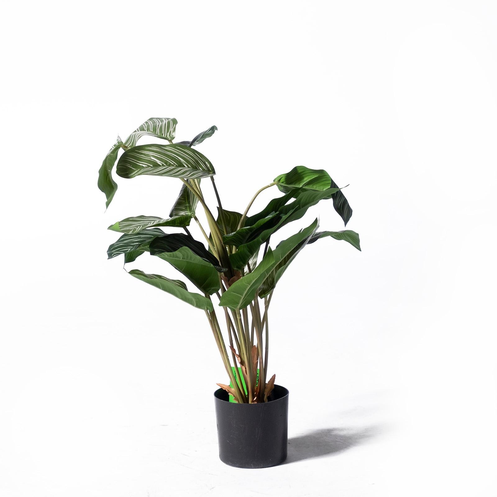 Supergreens Τεχνητό Φυτό Καλαθέα Sanderiana Πράσινη 65 εκ.