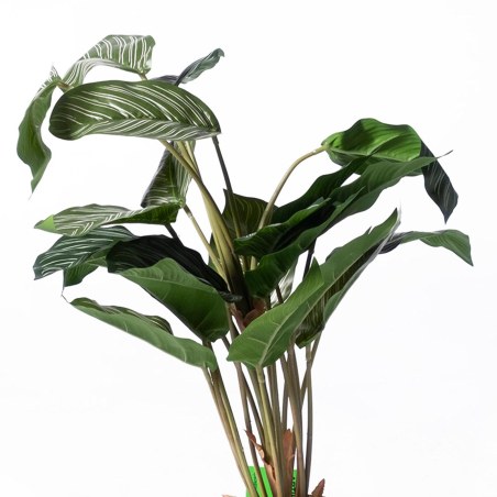 Supergreens Τεχνητό Φυτό Καλαθέα Sanderiana Πράσινη 65 εκ.