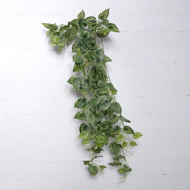 Supergreens Τεχνητή Κρεμαστή Φιτόνια Albivenis...