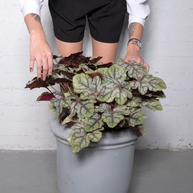 Supergreens Τεχνητή Χωνευτή Εουχέρα Πράσινη 55 εκ.