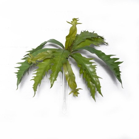 Supergreens Τεχνητή Χωνευτό Πλατυκέριο Πράσινο 57 εκ.