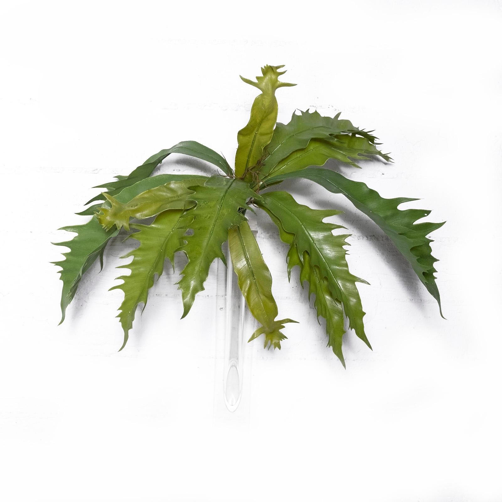 Supergreens Τεχνητή Χωνευτό Πλατυκέριο Πράσινο 57 εκ.