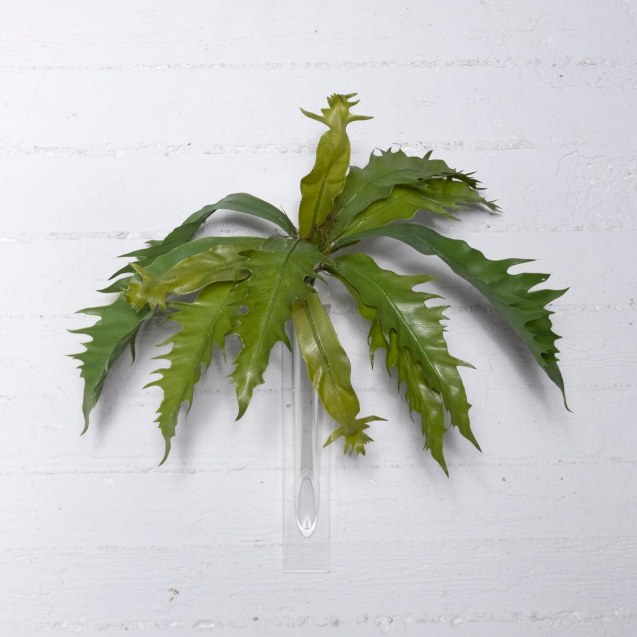 Supergreens Τεχνητή Χωνευτό Πλατυκέριο Πράσινο...