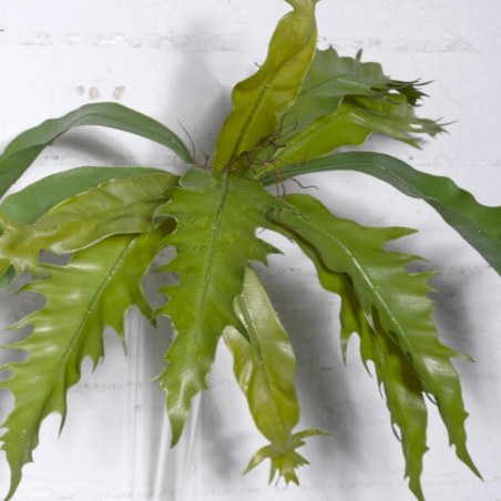 Supergreens Τεχνητή Χωνευτό Πλατυκέριο Πράσινο 57 εκ.