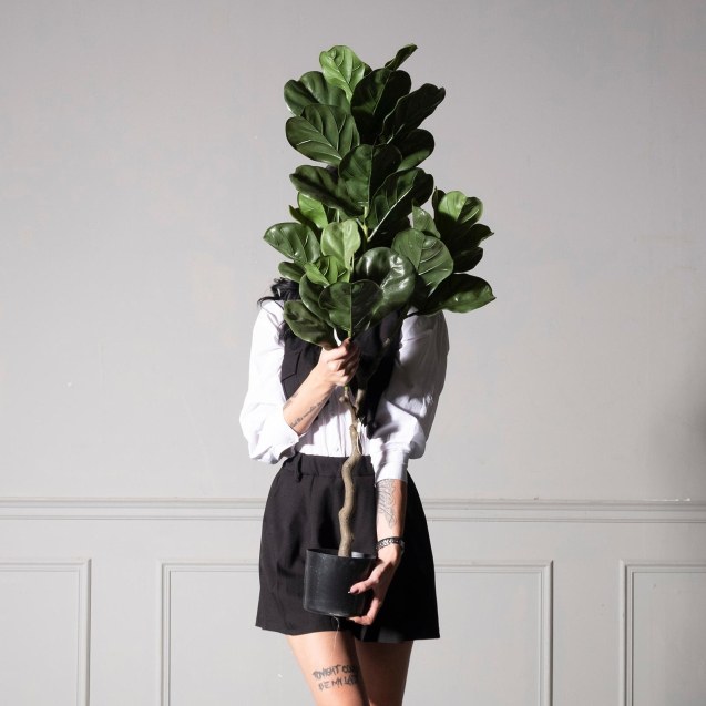 Supergreens UV+FR Τεχνητό Δέντρο Φίκος Λυράτα...