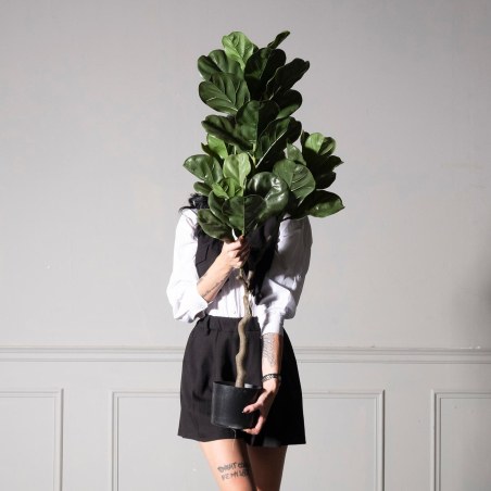 Supergreens UV+FR Τεχνητό Δέντρο Φίκος Λυράτα Πράσινο 120 εκ.